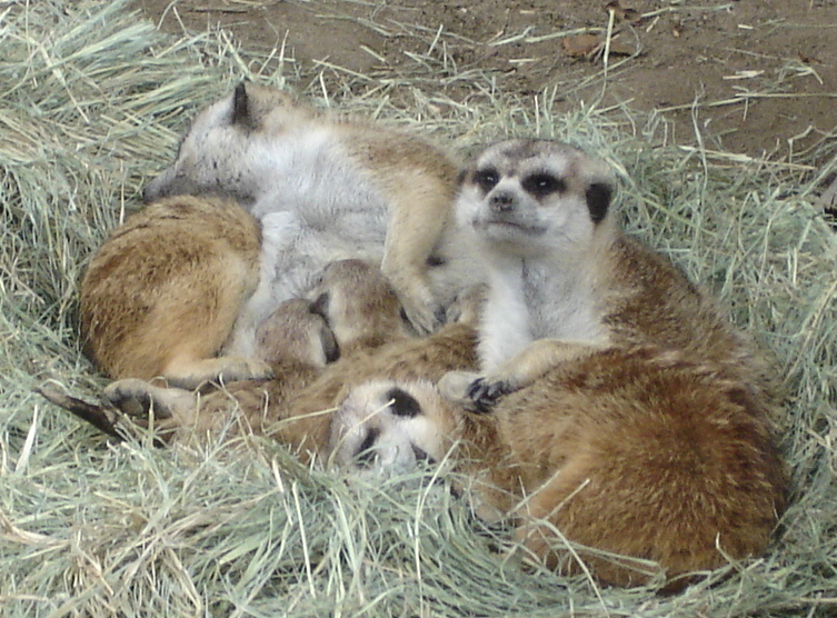 DSC04116.JPG